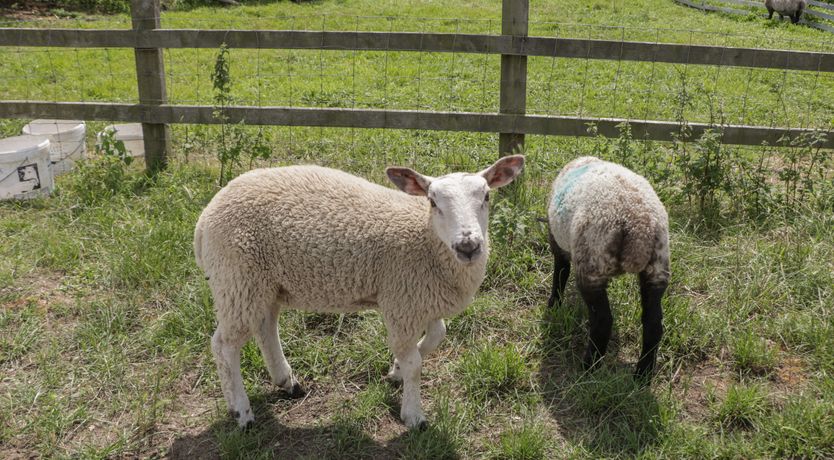 Photo of Swallows, 1 The Old Stables