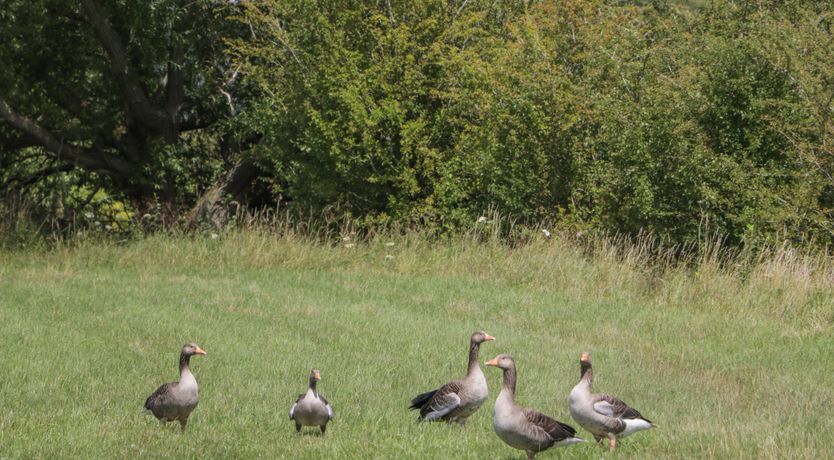 Photo of Swallows, 1 The Old Stables