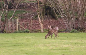 Deer lodge at Chapel Lodges Holiday Cottage