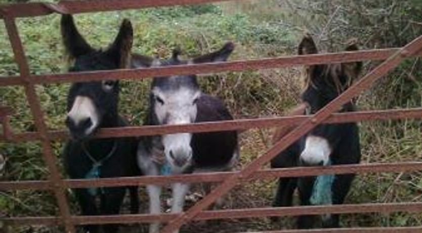 Photo of The Cosy Cottage