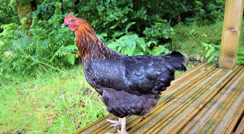 Photo of 3 Bed in Glenfinnan