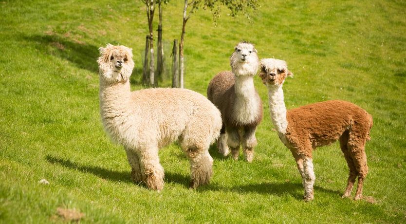 Photo of Clanard Court Hotel