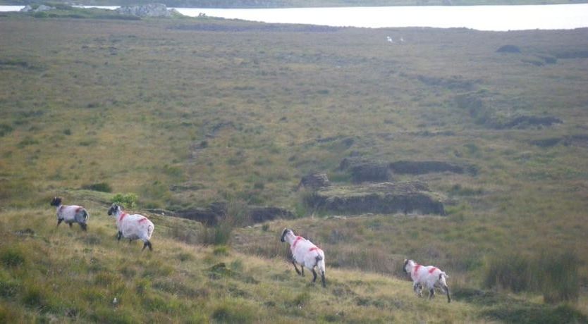 Photo of Mannin Lodge B&B