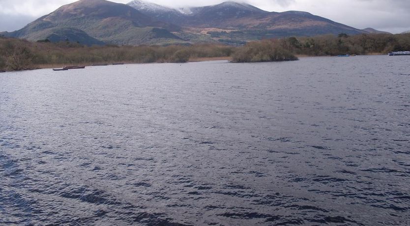 Photo of The Purple Heather