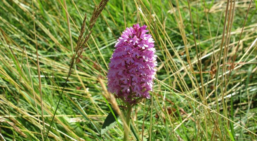 Photo of Kajon House B&B