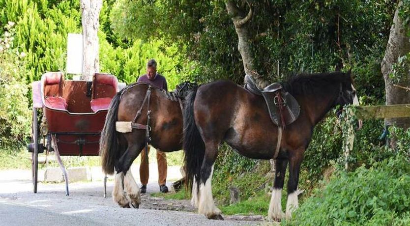 Photo of The Ferris Wheel B&B