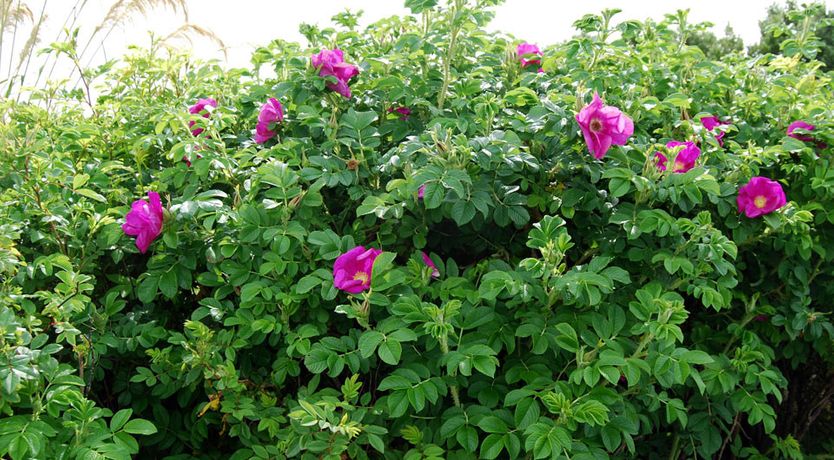 Photo of The Ocean Wave B&B