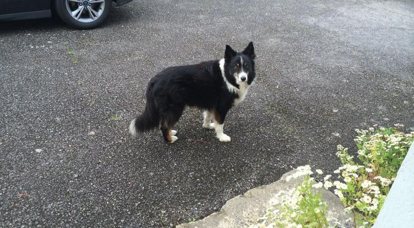 Photo of Green Isle B&B