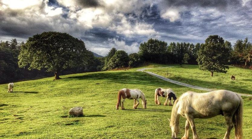 Photo of O Donovans Muckross Riding Stables