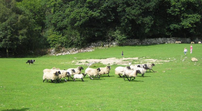 Photo of O Donovans Muckross Riding Stables
