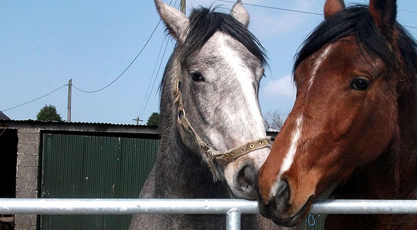 Photo of Coolmore Farmhouse