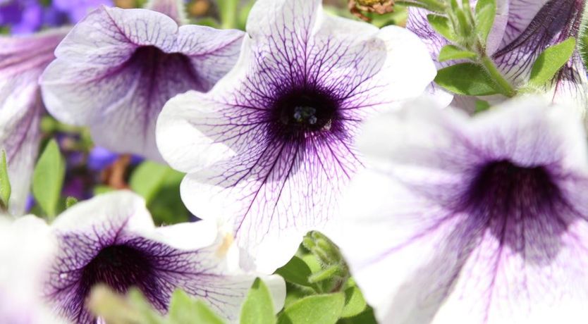 Photo of Sea Court B&B