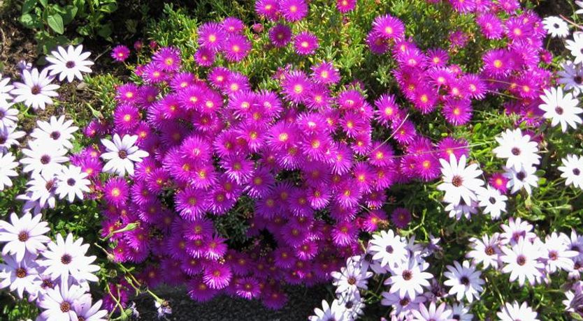 Photo of Coastline House B&B