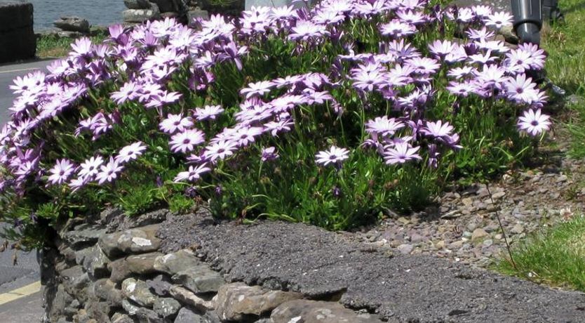 Photo of Coastline House B&B