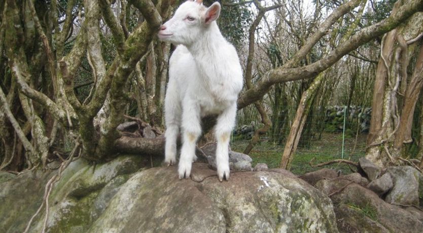 Photo of Caher Cottage