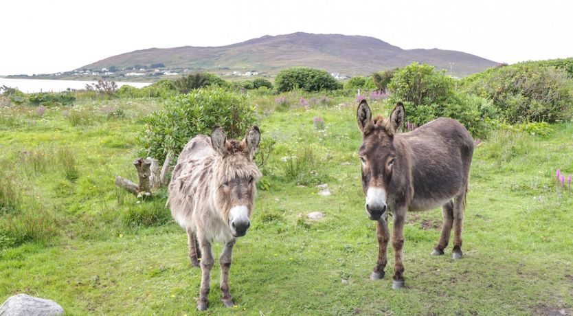 Photo of Sound Cottage