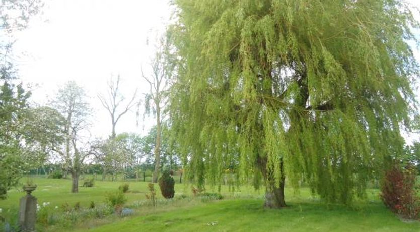 Photo of Au grand saule