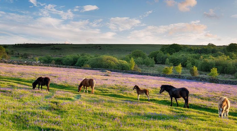 Photo of 1 Bed in South Brent