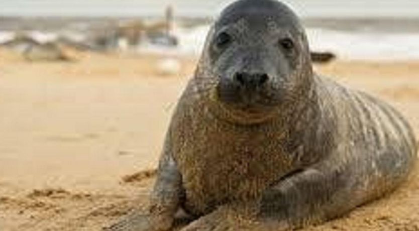 Photo of 2 Bed in Great Yarmouth