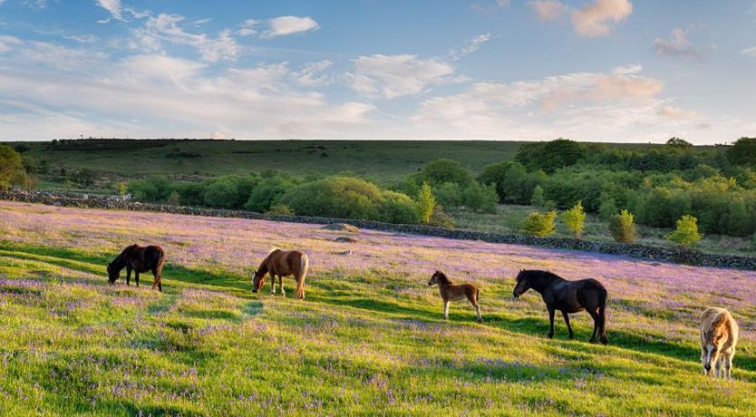 Photo of 1 Bed in Bickington