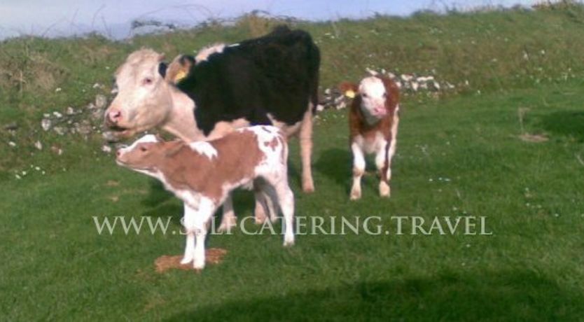 Photo of MaureeNs Lispole