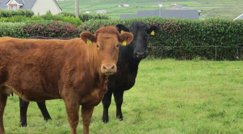Photo of Portmagee cottage