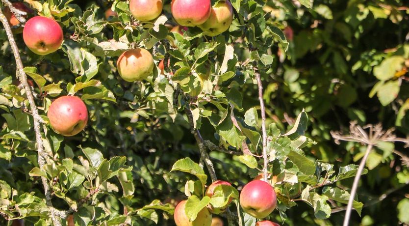 Photo of Orchard Cottage