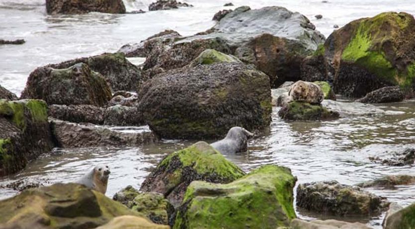 Photo of Swallow Cottage