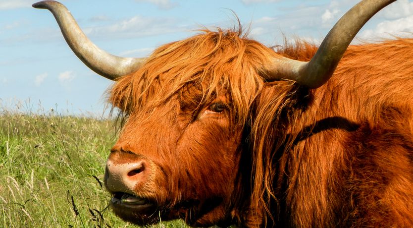 Photo of Swallow Cottage