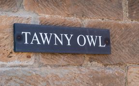 Photo of Tawny Owl