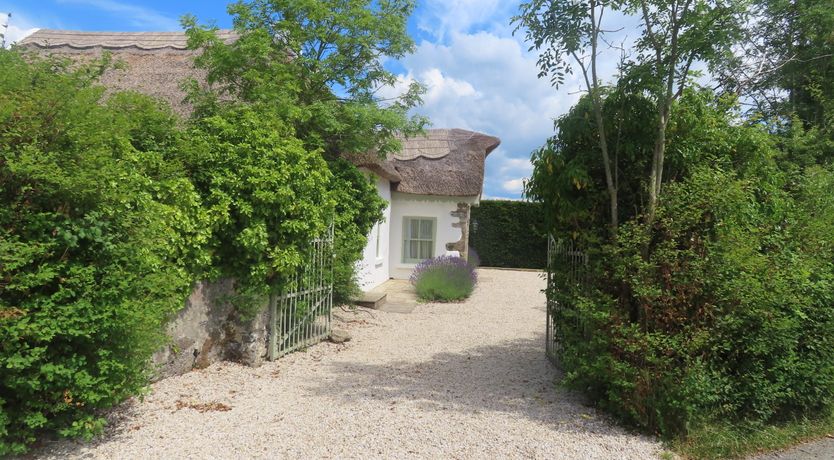 Photo of The Humble Daisy