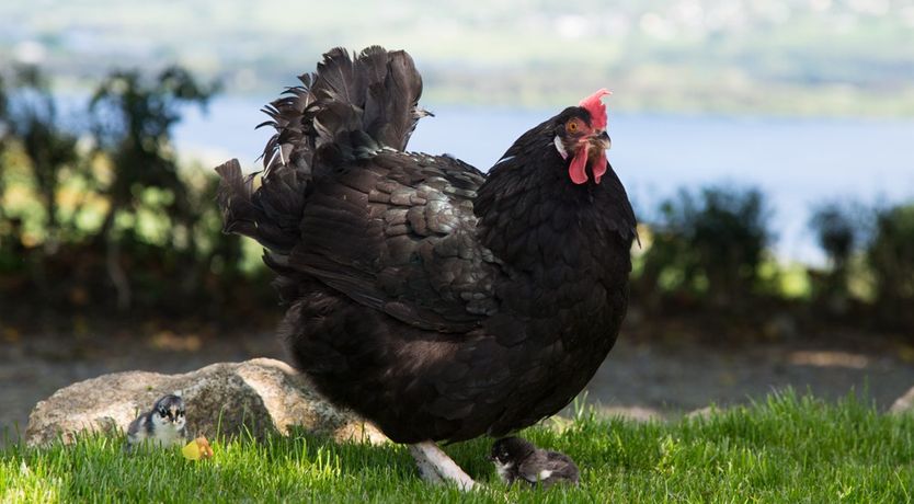Photo of Abhainn Ri Farmhouse & Cottages