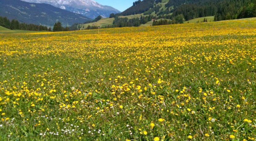 Photo of Chesa Boffalora