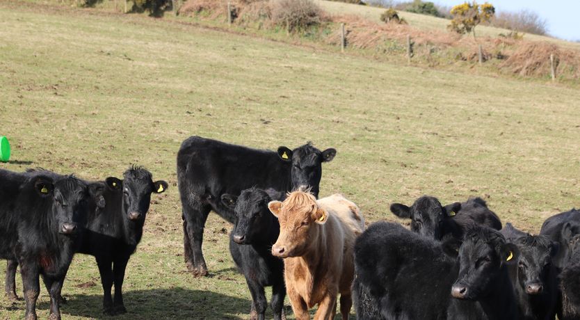 Photo of Badgers Sett