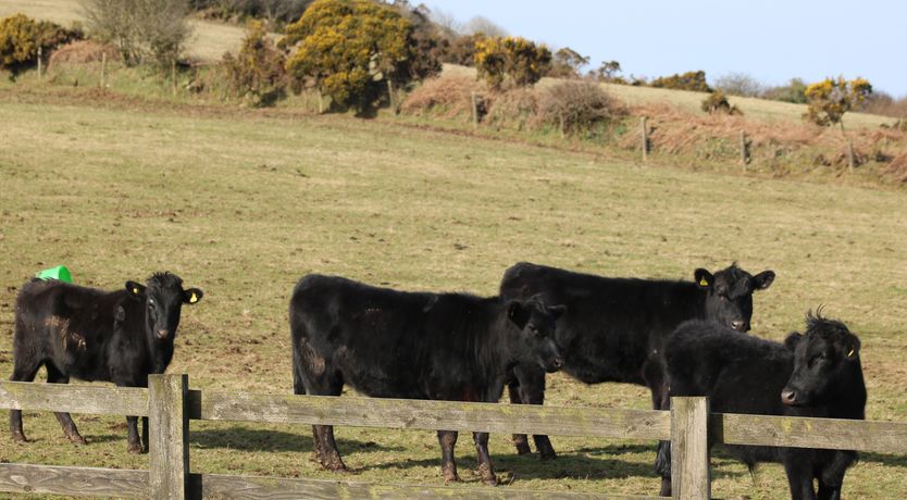 Photo of Badgers Sett
