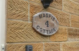Photo of magpie