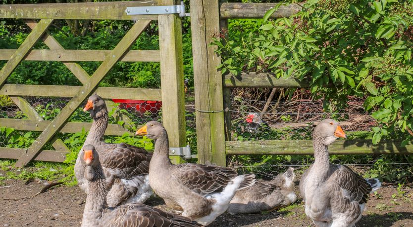 Photo of Chequer Stable