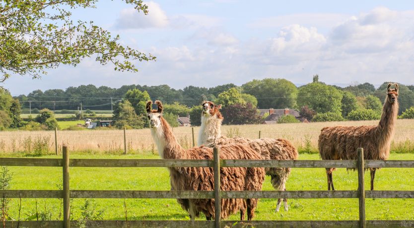 Photo of Chequer Stable