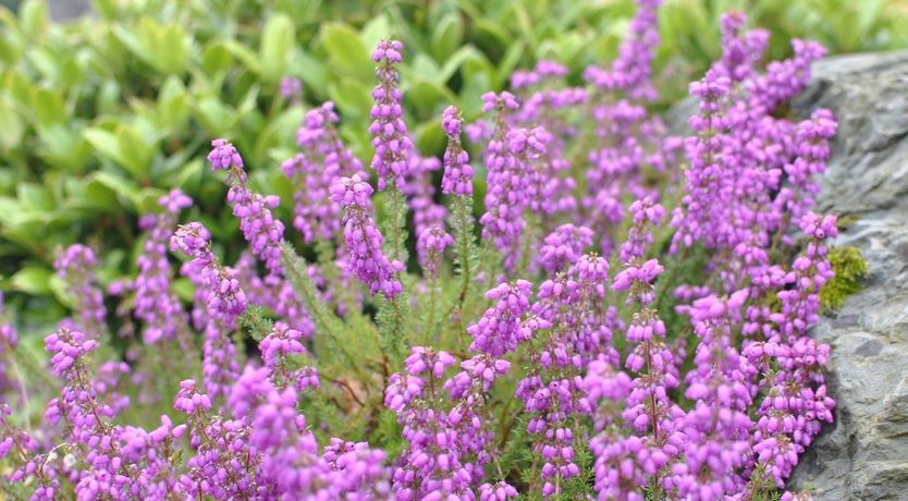 Photo of Roury Valley View