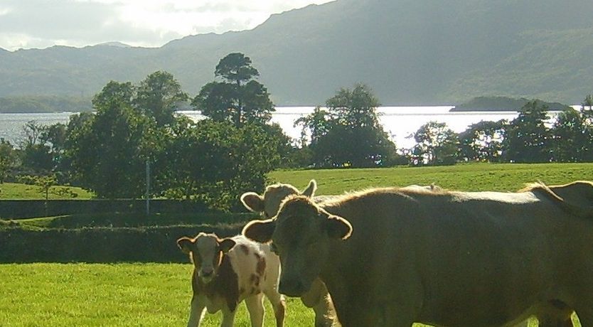 Photo of Killarney Lake View