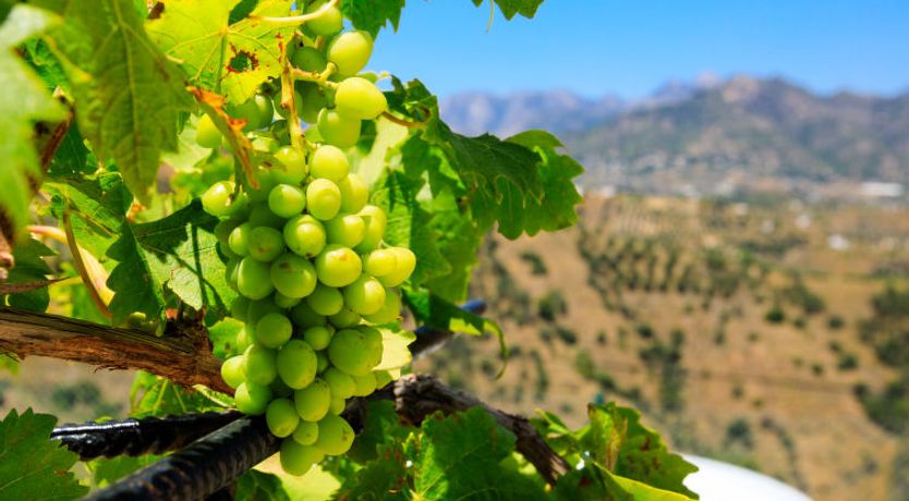 Photo of Villa Laura