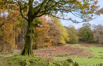 Beech - Woodland Cottages Holiday Cottage