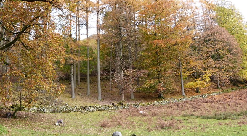 Photo of Elm - Woodland Cottages