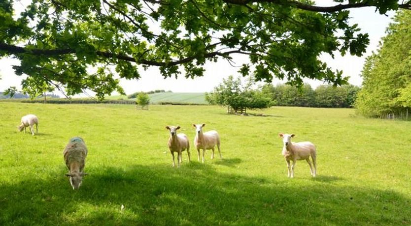 Photo of Cottage in Northumberland