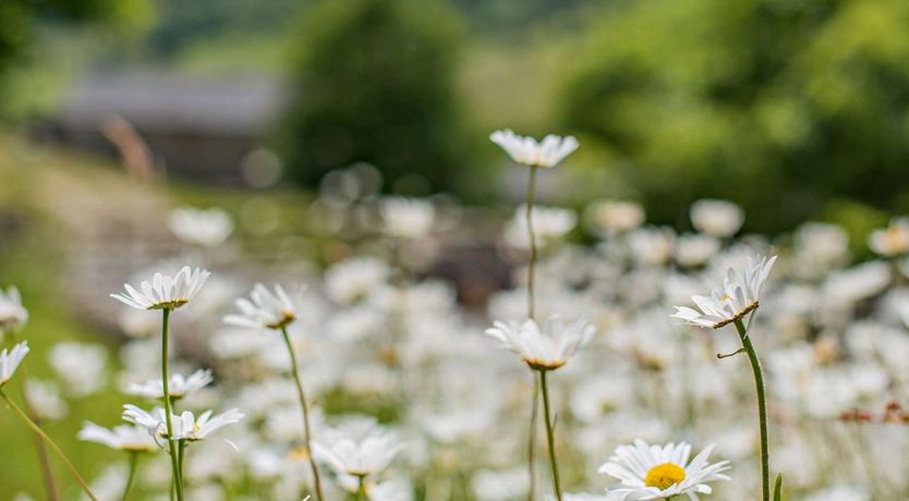 Photo of 1 Bed in Hartington