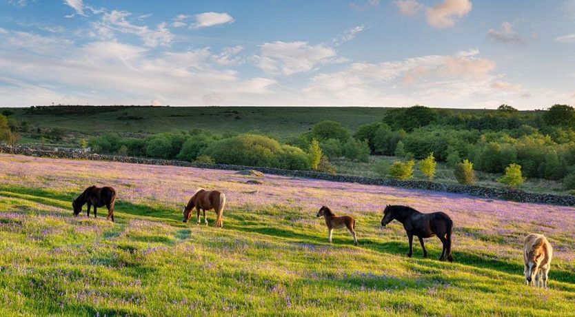 Photo of 3 Bed in Okehampton