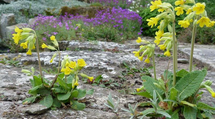 Photo of 1 Bed in North Curry