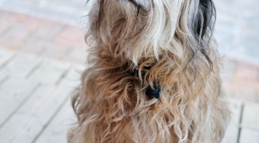 Photo of Bolam Log Cabin