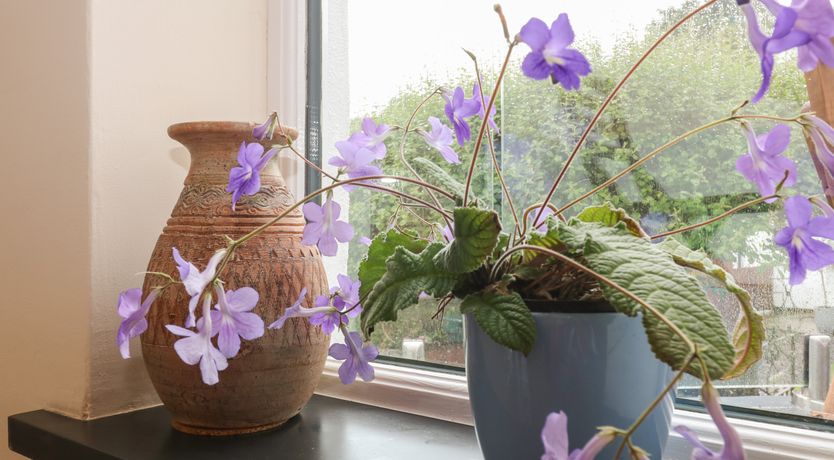 Photo of Little Hamlin