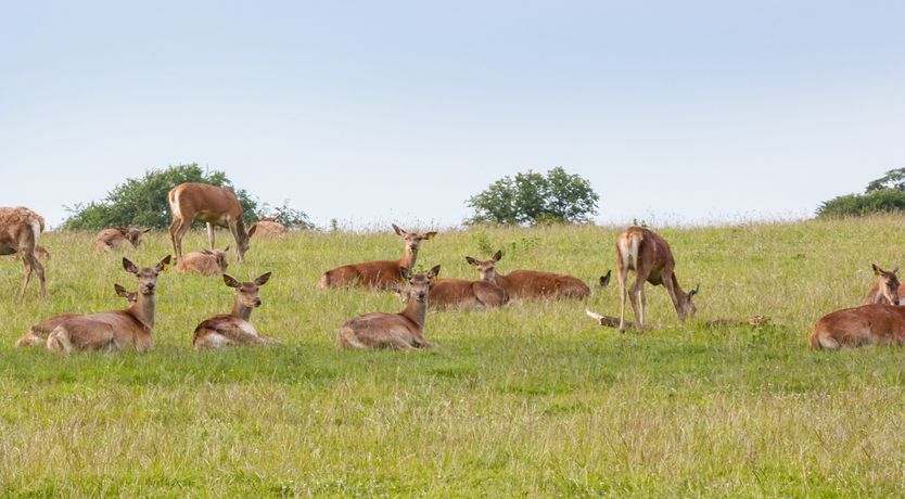 Photo of Olive Cottage